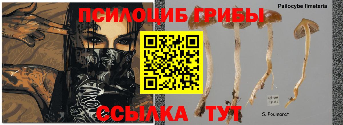 Псилоцибиновые грибы Cubensis  Всеволожск 